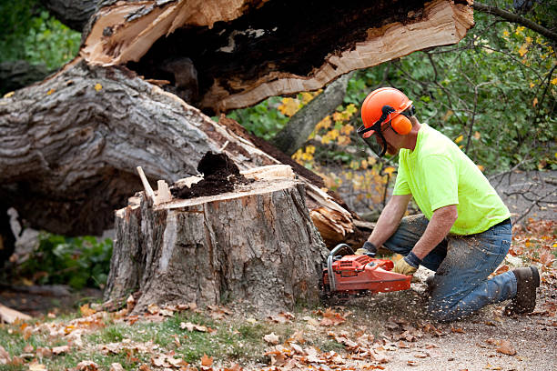 Best Tree Clearing Services  in Rancho Cumonga, CA